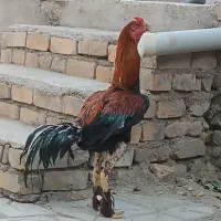 خروس لاری اصل