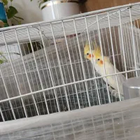 یک جفت عروس هلندی