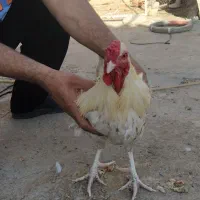 خروس خانگی