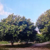 باغ-بندرگز