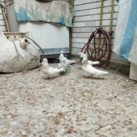 طوقیا