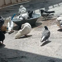 کبوتر