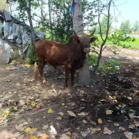 ورزا چالوسی