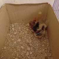 جوجه مرغ خروس محلی اصل