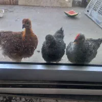 فروش چند جوجه۴ ماهه