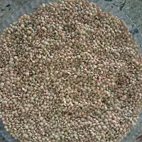 عدس تازه امسال