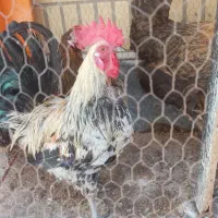 مرغ وخروس تخم کن