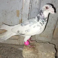 سرور نر