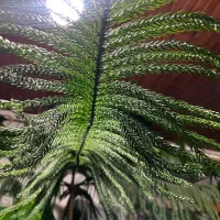 فروش|گل و گیاه طبیعی|خلخال, |دیوار