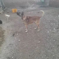 حیوانات مزرعه