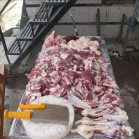 *فقط تا 3روز* گوسفند چاق و گوشتی کیلویی 400/خونی