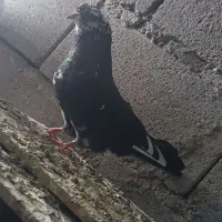 فروش کفتر جمله ایی