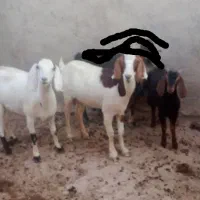 بز و بزغاله
