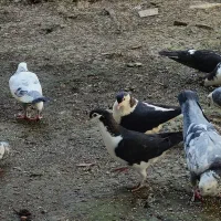 کبوتر