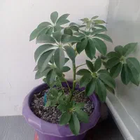 تعدادی گل وگلدان قدیمی