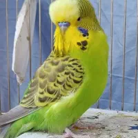 مرغ عشق انگلیسی نر