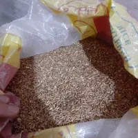 فروش گندم