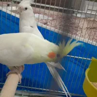 جفت مولد