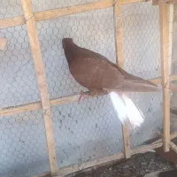 4 تا جوجه سرخ دم سفید