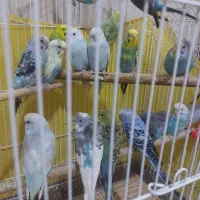 مرغ عشق ،کوتوله برزیلی،عروس هلندی