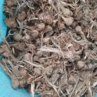 پیاز زعفران