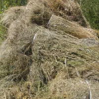 علف دام گاو و گوسفند