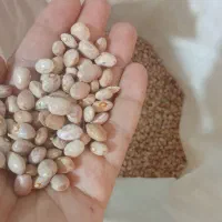 لوبیا چیتی ارگانیک
