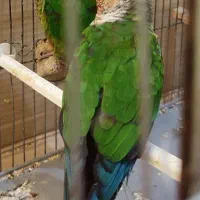 گرینچیک جفت نرو ماده