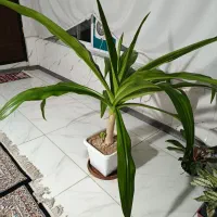 گل و گیاه