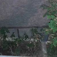 باغبانی