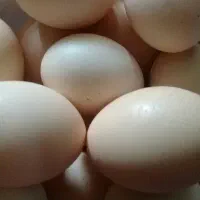 تخم مرغ محلی