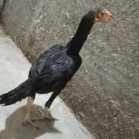 چند ماهه