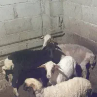 فروش بره نر چاق و ماده