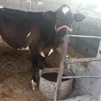 گاو و گوساله جنس خوب