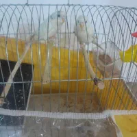 مرغ عشق نر ماده جفت