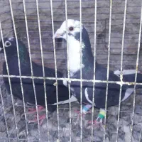 جفت پلنگ سیاه و2عدد ماده تک و4 جوجه