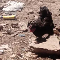 دو عدد خروس پا پری