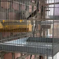 سهره|پرنده|اهواز, بهارستان|دیوار