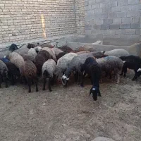 گوسفندو بره