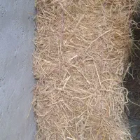 علوفه سرچینا