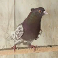 کبوتر نر