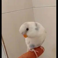 مرغ عشق  نرو ماده خوشرنگ