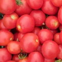 گوجه فرنگی درجه یک بازاری