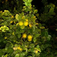 لیموترش اجاره داده میشه