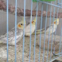 عروس ومرغ عشق وفنج