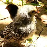 جوجه سیبرایت
