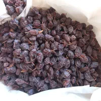 مویز