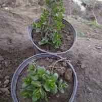 نعنا فلفلی و پونه نعنا