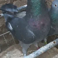 نر مسابقه‌ای