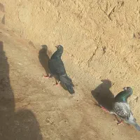 کبوتر